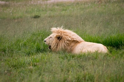躺在绿草上的褐狮